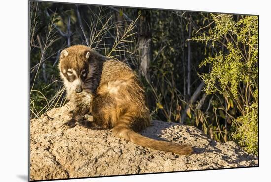 Adult Captive Coatimundi (Nasua Nasua) at the Arizona Sonora Desert Museum, Tucson, Arizona, Usa-Michael Nolan-Mounted Photographic Print