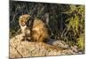 Adult Captive Coatimundi (Nasua Nasua) at the Arizona Sonora Desert Museum, Tucson, Arizona, Usa-Michael Nolan-Mounted Photographic Print