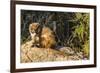 Adult Captive Coatimundi (Nasua Nasua) at the Arizona Sonora Desert Museum, Tucson, Arizona, Usa-Michael Nolan-Framed Photographic Print