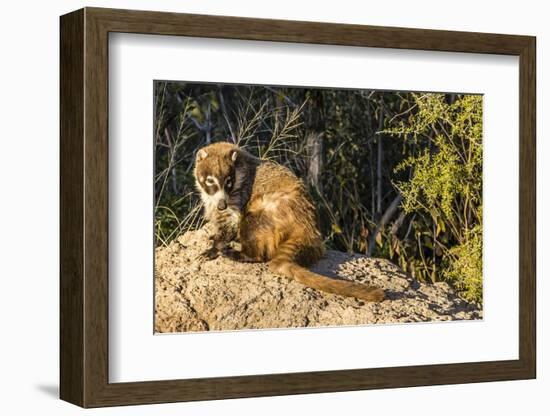 Adult Captive Coatimundi (Nasua Nasua) at the Arizona Sonora Desert Museum, Tucson, Arizona, Usa-Michael Nolan-Framed Photographic Print