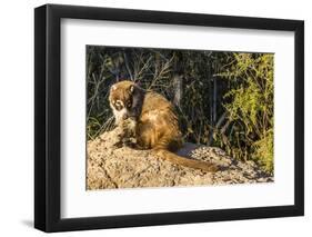 Adult Captive Coatimundi (Nasua Nasua) at the Arizona Sonora Desert Museum, Tucson, Arizona, Usa-Michael Nolan-Framed Photographic Print