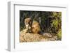 Adult Captive Coatimundi (Nasua Nasua) at the Arizona Sonora Desert Museum, Tucson, Arizona, Usa-Michael Nolan-Framed Photographic Print