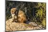 Adult Captive Coatimundi (Nasua Nasua) at the Arizona Sonora Desert Museum, Tucson, Arizona, Usa-Michael Nolan-Mounted Photographic Print