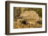 Adult Captive Coyote (Canis Latrans) at the Arizona Sonora Desert Museum, Tucson, Arizona, Usa-Michael Nolan-Framed Photographic Print