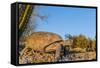 Adult Captive Desert Tortoise (Gopherus Agassizii) at Sunset at the Arizona Sonora Desert Museum-Michael Nolan-Framed Stretched Canvas