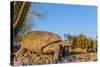 Adult Captive Desert Tortoise (Gopherus Agassizii) at Sunset at the Arizona Sonora Desert Museum-Michael Nolan-Stretched Canvas