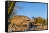 Adult Captive Desert Tortoise (Gopherus Agassizii) at Sunset at the Arizona Sonora Desert Museum-Michael Nolan-Framed Stretched Canvas