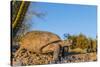 Adult Captive Desert Tortoise (Gopherus Agassizii) at Sunset at the Arizona Sonora Desert Museum-Michael Nolan-Stretched Canvas