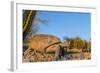 Adult Captive Desert Tortoise (Gopherus Agassizii) at Sunset at the Arizona Sonora Desert Museum-Michael Nolan-Framed Photographic Print