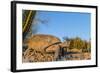 Adult Captive Desert Tortoise (Gopherus Agassizii) at Sunset at the Arizona Sonora Desert Museum-Michael Nolan-Framed Photographic Print