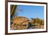 Adult Captive Desert Tortoise (Gopherus Agassizii) at Sunset at the Arizona Sonora Desert Museum-Michael Nolan-Framed Photographic Print