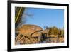 Adult Captive Desert Tortoise (Gopherus Agassizii) at Sunset at the Arizona Sonora Desert Museum-Michael Nolan-Framed Photographic Print