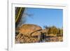 Adult Captive Desert Tortoise (Gopherus Agassizii) at Sunset at the Arizona Sonora Desert Museum-Michael Nolan-Framed Photographic Print