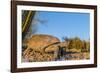 Adult Captive Desert Tortoise (Gopherus Agassizii) at Sunset at the Arizona Sonora Desert Museum-Michael Nolan-Framed Photographic Print