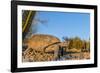 Adult Captive Desert Tortoise (Gopherus Agassizii) at Sunset at the Arizona Sonora Desert Museum-Michael Nolan-Framed Photographic Print