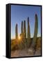 Adult Captive Desert Tortoise (Gopherus Agassizii) at Sunset at the Arizona Sonora Desert Museum-Michael Nolan-Framed Stretched Canvas