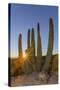 Adult Captive Desert Tortoise (Gopherus Agassizii) at Sunset at the Arizona Sonora Desert Museum-Michael Nolan-Stretched Canvas