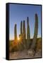 Adult Captive Desert Tortoise (Gopherus Agassizii) at Sunset at the Arizona Sonora Desert Museum-Michael Nolan-Framed Stretched Canvas