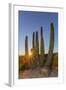 Adult Captive Desert Tortoise (Gopherus Agassizii) at Sunset at the Arizona Sonora Desert Museum-Michael Nolan-Framed Photographic Print