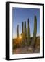 Adult Captive Desert Tortoise (Gopherus Agassizii) at Sunset at the Arizona Sonora Desert Museum-Michael Nolan-Framed Photographic Print