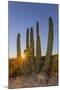 Adult Captive Desert Tortoise (Gopherus Agassizii) at Sunset at the Arizona Sonora Desert Museum-Michael Nolan-Mounted Photographic Print