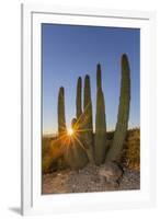 Adult Captive Desert Tortoise (Gopherus Agassizii) at Sunset at the Arizona Sonora Desert Museum-Michael Nolan-Framed Photographic Print