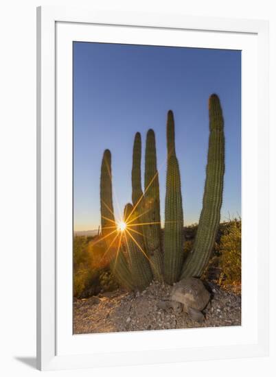 Adult Captive Desert Tortoise (Gopherus Agassizii) at Sunset at the Arizona Sonora Desert Museum-Michael Nolan-Framed Photographic Print