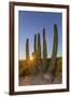 Adult Captive Desert Tortoise (Gopherus Agassizii) at Sunset at the Arizona Sonora Desert Museum-Michael Nolan-Framed Photographic Print