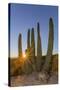 Adult Captive Desert Tortoise (Gopherus Agassizii) at Sunset at the Arizona Sonora Desert Museum-Michael Nolan-Stretched Canvas