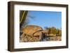 Adult Captive Desert Tortoise (Gopherus Agassizii) at Sunset at the Arizona Sonora Desert Museum-Michael Nolan-Framed Photographic Print