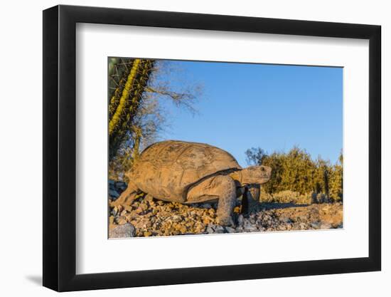 Adult Captive Desert Tortoise (Gopherus Agassizii) at Sunset at the Arizona Sonora Desert Museum-Michael Nolan-Framed Photographic Print