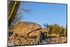 Adult Captive Desert Tortoise (Gopherus Agassizii) at Sunset at the Arizona Sonora Desert Museum-Michael Nolan-Mounted Photographic Print