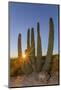 Adult Captive Desert Tortoise (Gopherus Agassizii) at Sunset at the Arizona Sonora Desert Museum-Michael Nolan-Mounted Photographic Print