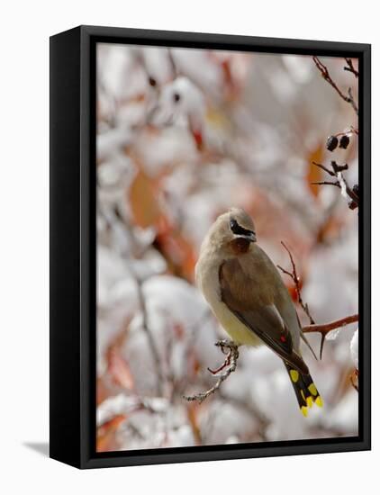 Adult Cedar Waxwing, Grand Teton National Park, Wyoming, USA-Rolf Nussbaumer-Framed Stretched Canvas
