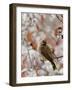 Adult Cedar Waxwing, Grand Teton National Park, Wyoming, USA-Rolf Nussbaumer-Framed Photographic Print