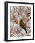 Adult Cedar Waxwing, Grand Teton National Park, Wyoming, USA-Rolf Nussbaumer-Framed Photographic Print