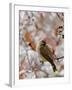 Adult Cedar Waxwing, Grand Teton National Park, Wyoming, USA-Rolf Nussbaumer-Framed Photographic Print