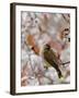 Adult Cedar Waxwing, Grand Teton National Park, Wyoming, USA-Rolf Nussbaumer-Framed Photographic Print