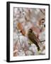 Adult Cedar Waxwing, Grand Teton National Park, Wyoming, USA-Rolf Nussbaumer-Framed Photographic Print