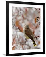 Adult Cedar Waxwing, Grand Teton National Park, Wyoming, USA-Rolf Nussbaumer-Framed Photographic Print