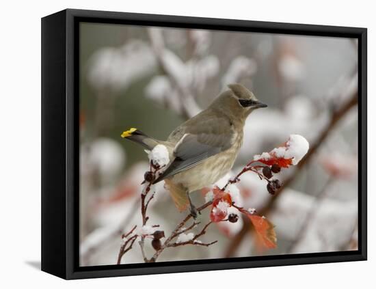 Adult Cedar Waxwing, Grand Teton National Park, Wyoming, USA-Rolf Nussbaumer-Framed Stretched Canvas