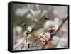 Adult Cedar Waxwing, Grand Teton National Park, Wyoming, USA-Rolf Nussbaumer-Framed Stretched Canvas