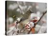 Adult Cedar Waxwing, Grand Teton National Park, Wyoming, USA-Rolf Nussbaumer-Stretched Canvas