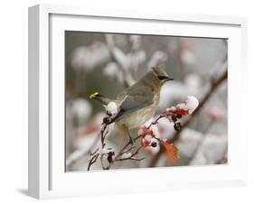 Adult Cedar Waxwing, Grand Teton National Park, Wyoming, USA-Rolf Nussbaumer-Framed Photographic Print