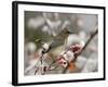 Adult Cedar Waxwing, Grand Teton National Park, Wyoming, USA-Rolf Nussbaumer-Framed Photographic Print