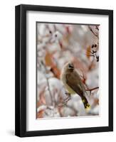 Adult Cedar Waxwing, Grand Teton National Park, Wyoming, USA-Rolf Nussbaumer-Framed Photographic Print