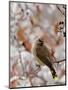 Adult Cedar Waxwing, Grand Teton National Park, Wyoming, USA-Rolf Nussbaumer-Mounted Photographic Print