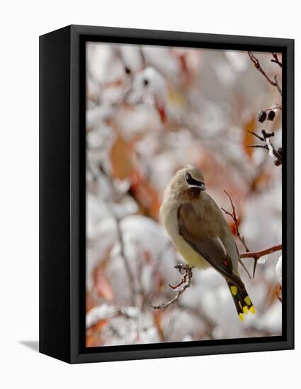 Adult Cedar Waxwing, Grand Teton National Park, Wyoming, USA-Rolf Nussbaumer-Framed Stretched Canvas