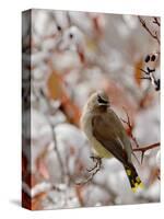 Adult Cedar Waxwing, Grand Teton National Park, Wyoming, USA-Rolf Nussbaumer-Stretched Canvas
