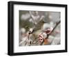 Adult Cedar Waxwing, Grand Teton National Park, Wyoming, USA-Rolf Nussbaumer-Framed Photographic Print